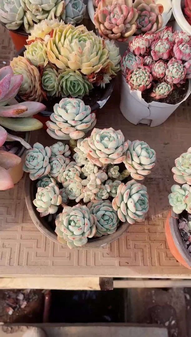 【闪购商品】21128