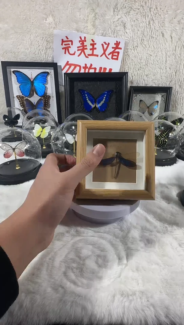 木相框小蜻蜓标本