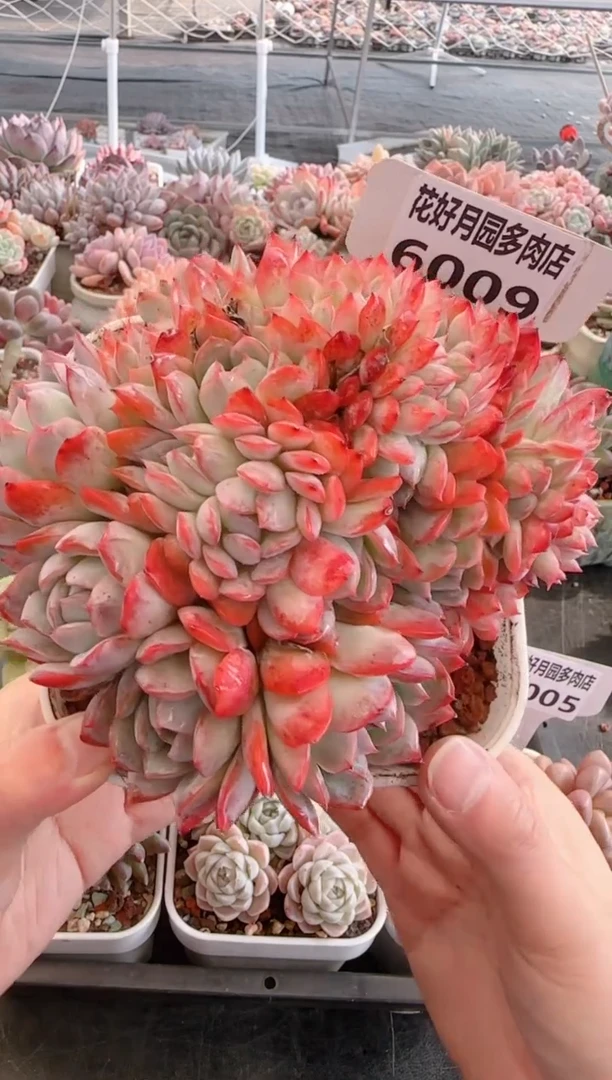 【闪购商品】6009莎莎女王