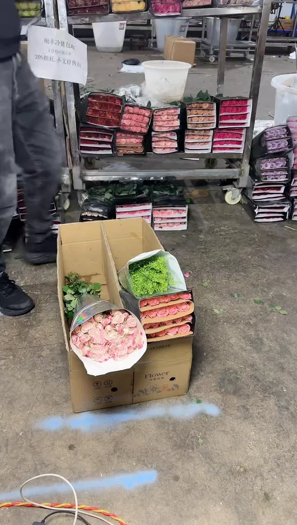 戴安娜20+折射10+绿铃草·