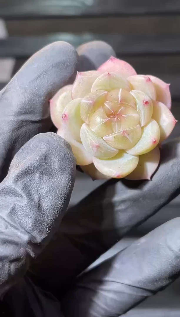 22-16 斗鱼弹珠2-3厘米量拍发一颗