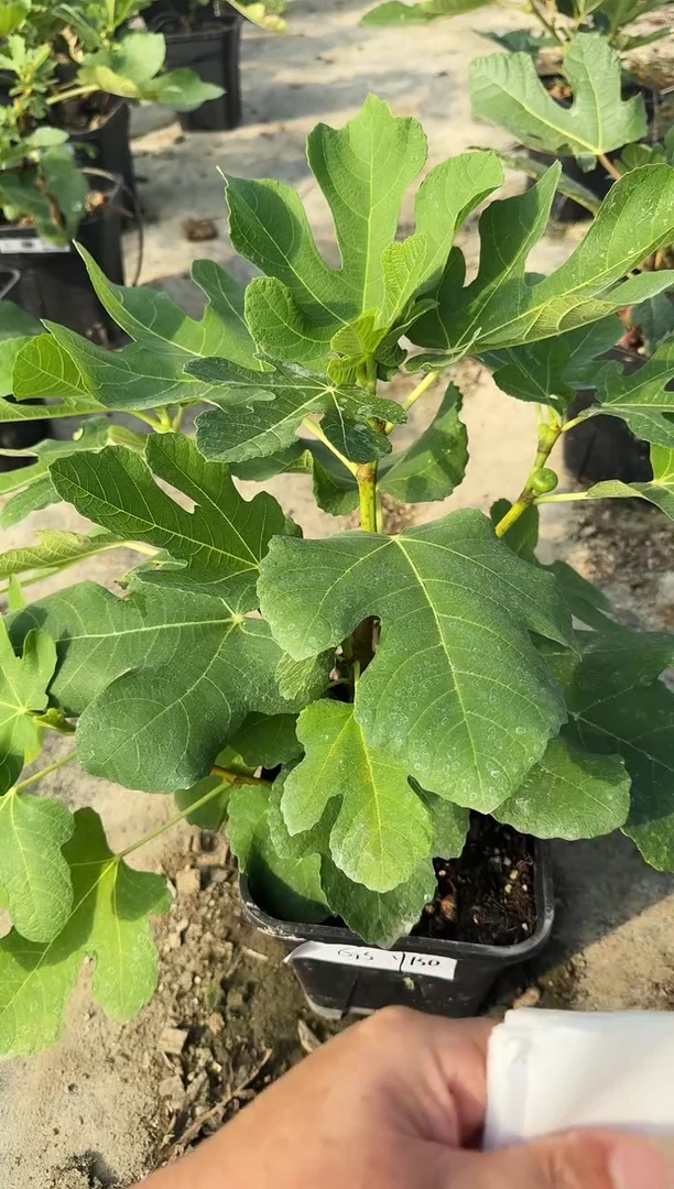 爱**?玛斯义陶芬 一物一拍 GSY150