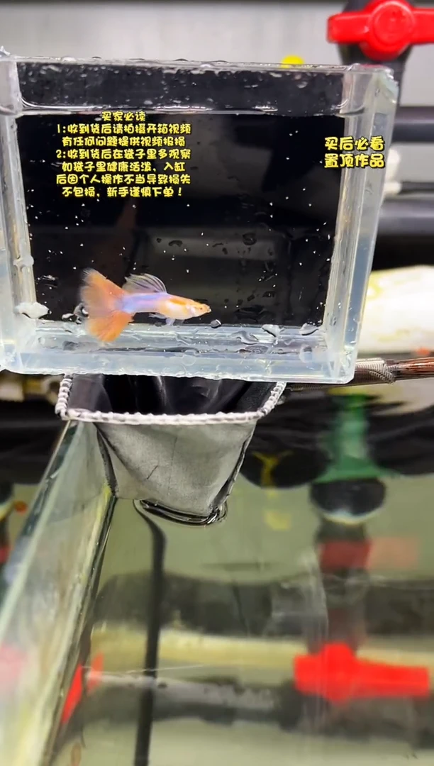 孔雀鱼无怨孔雀鱼