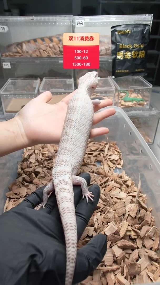 蓝舌石龙子白北het超黑66缺红母