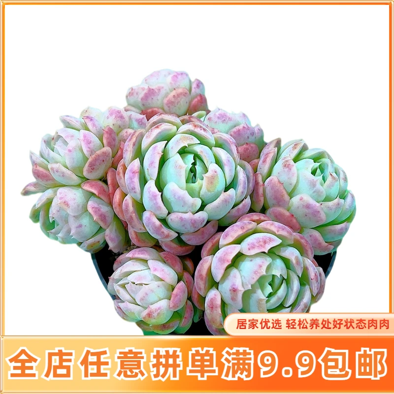 【胭脂贝瑞】【满9.9包邮】星花怒放 仙人球多肉植物在栽种养护