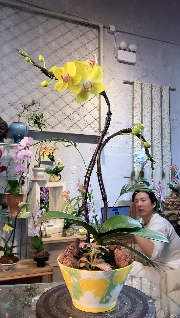 大部分花苞少量开放5535蝴蝶兰一物一拍