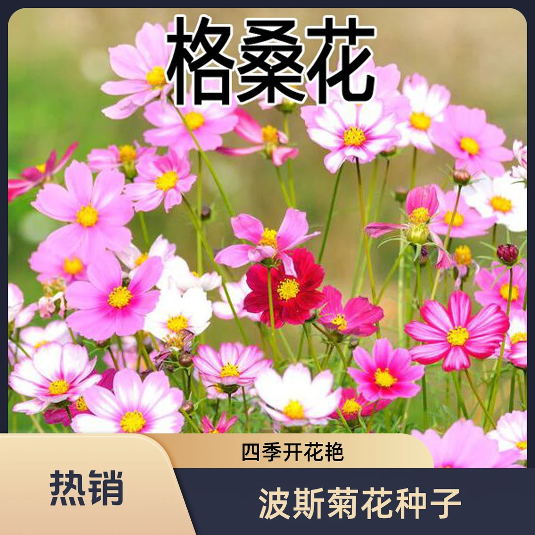 波斯菊花种子矮杆格桑花种籽子七彩四季开花懒人漂亮花期花海