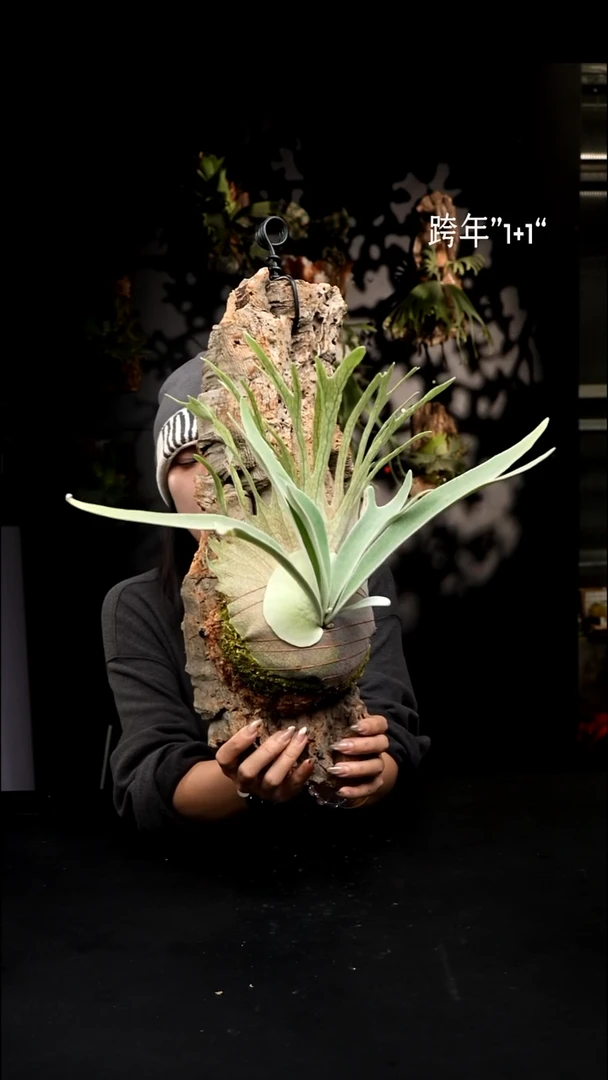 不开花植物LC1231-12 3LAR