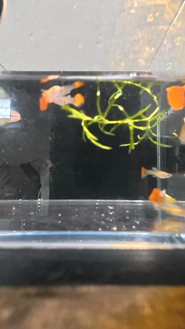 孔雀鱼一号小红一缸