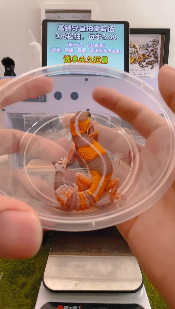 豹纹守宫可爱好看帅气守宫可人