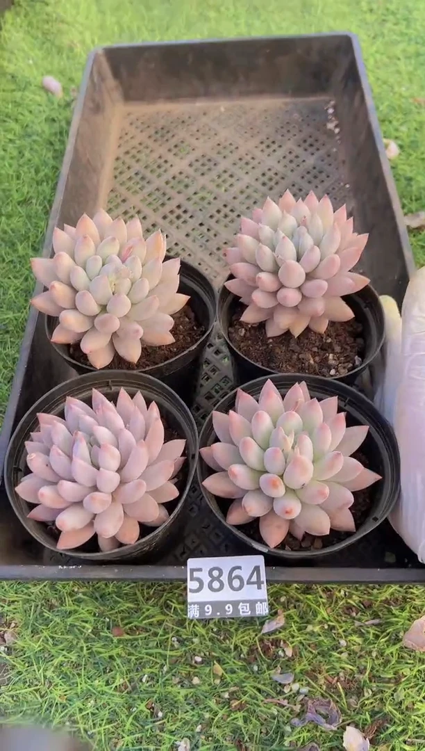 【闪购商品】信福多肉一物一拍