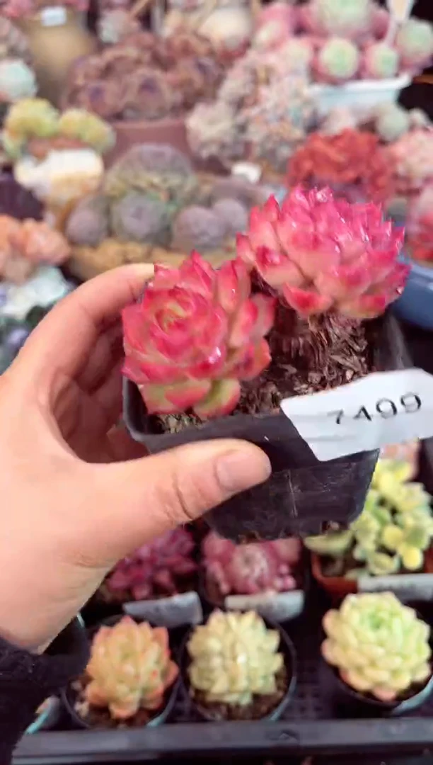 【闪购商品】7499双头海螺杂多肉