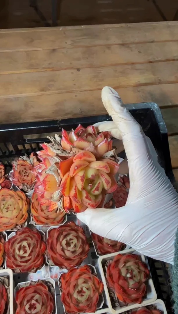 70#3-4头约瑟芬(7-9cm)脱土