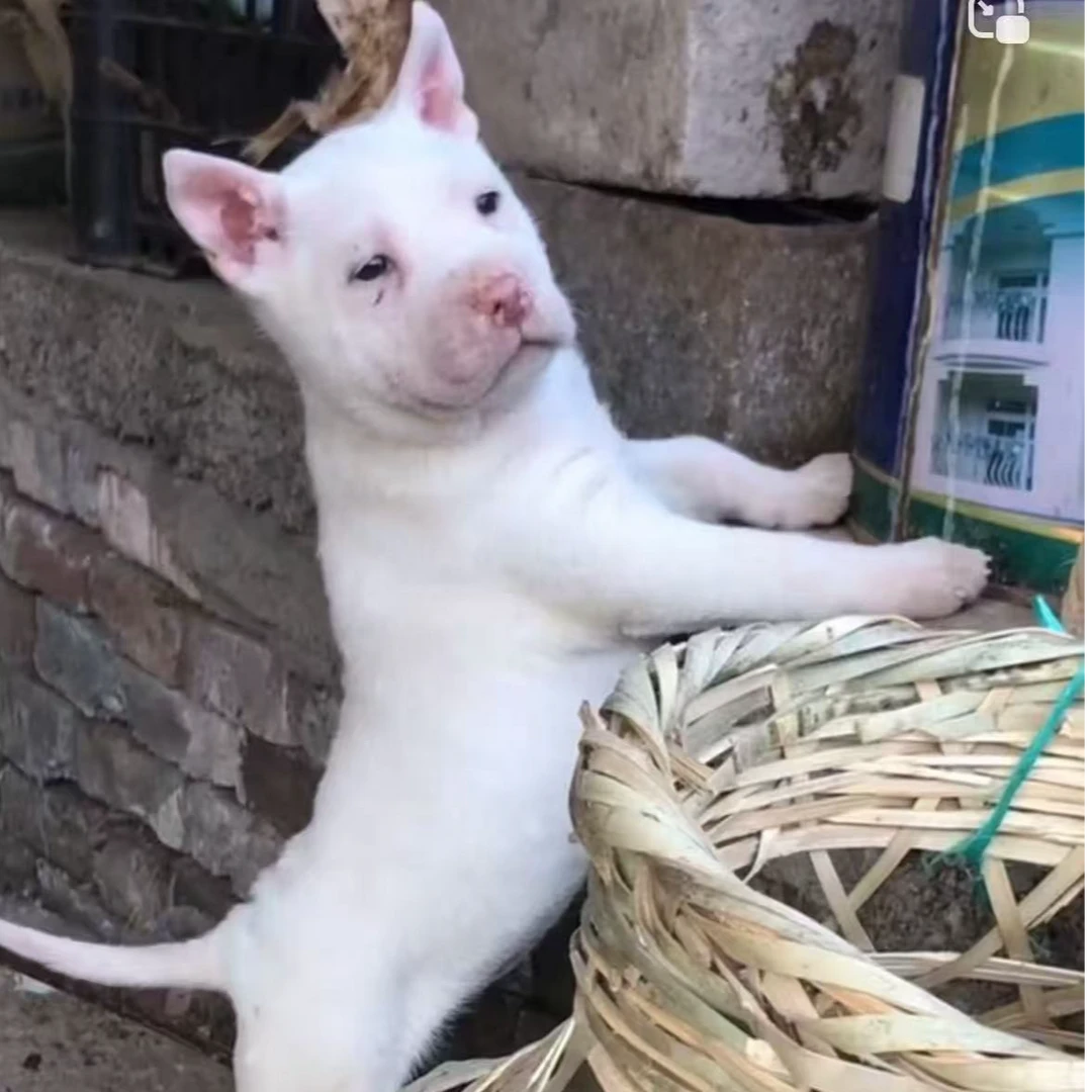 （下司小明）贵州纯种下司犬
