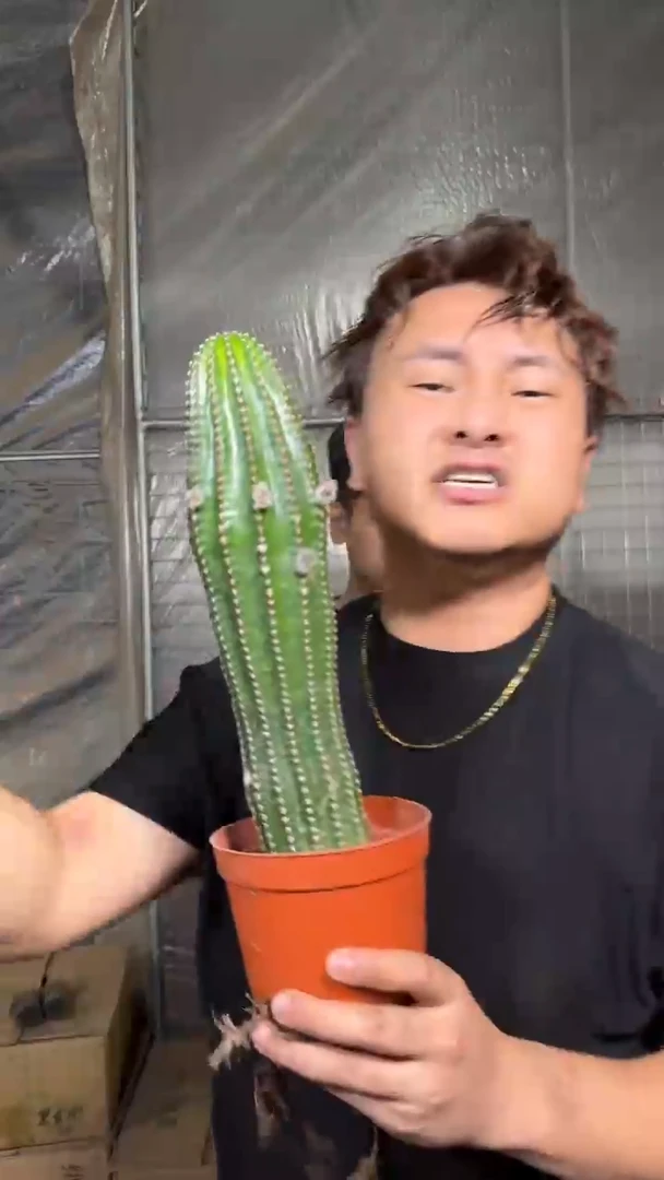 高13-20cm 黑金刚 不指定带崽