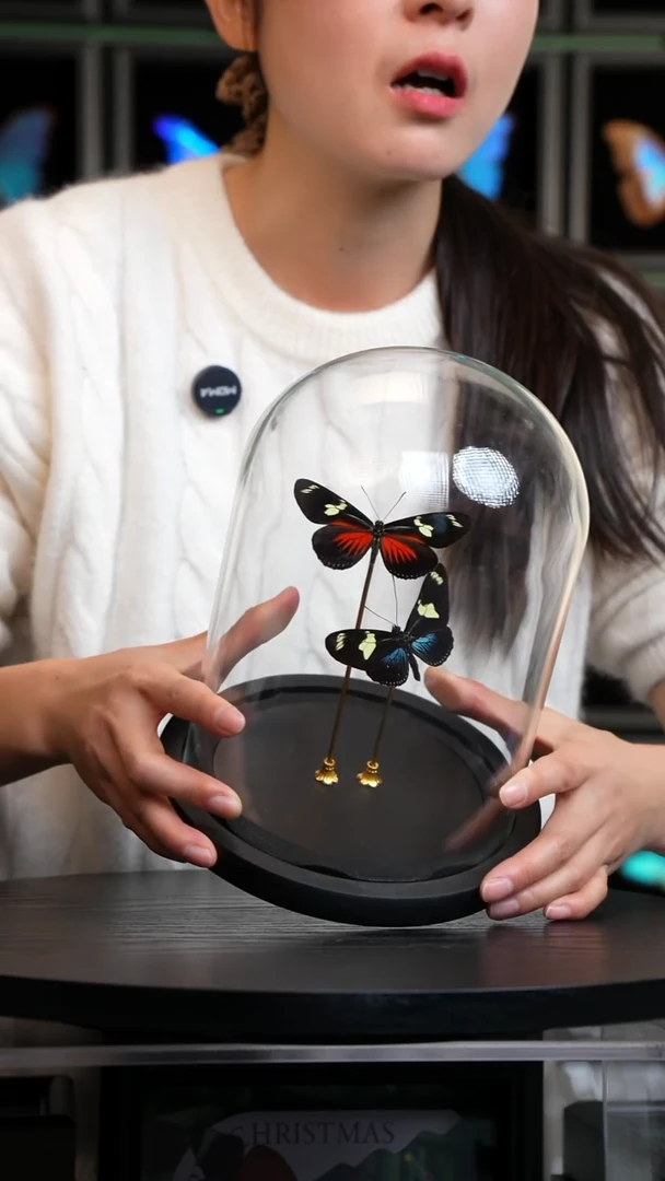 海神袖红蓝一对玻璃罩款