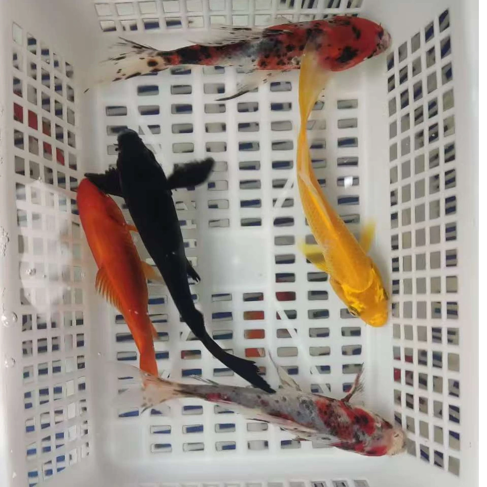锦鲤鱼锦鲫鱼草金鱼淡水鱼观赏鱼活体鱼混搭水族饲养