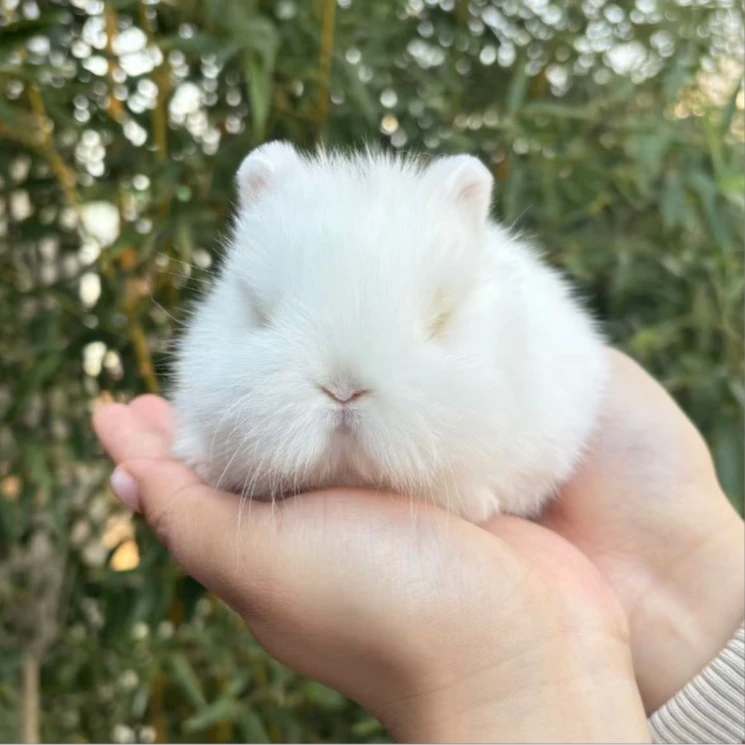 宠物兔侏儒兔安哥拉兔垂耳兔双血统萌宠【直播间为准】京东包邮