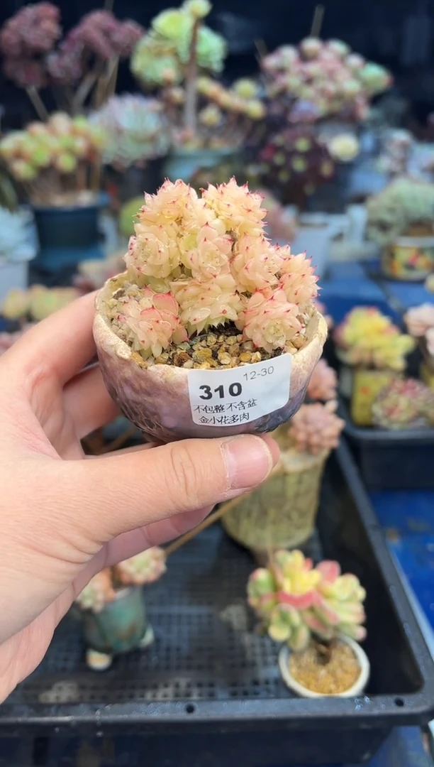 【闪购商品】310不带盆