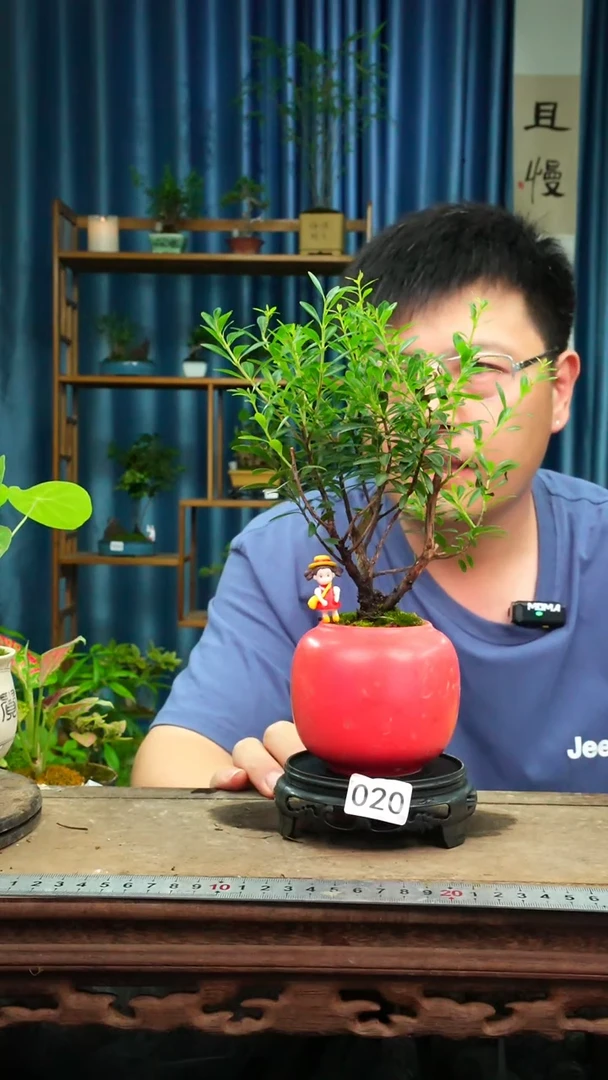 无花朵苔藓微景观020号