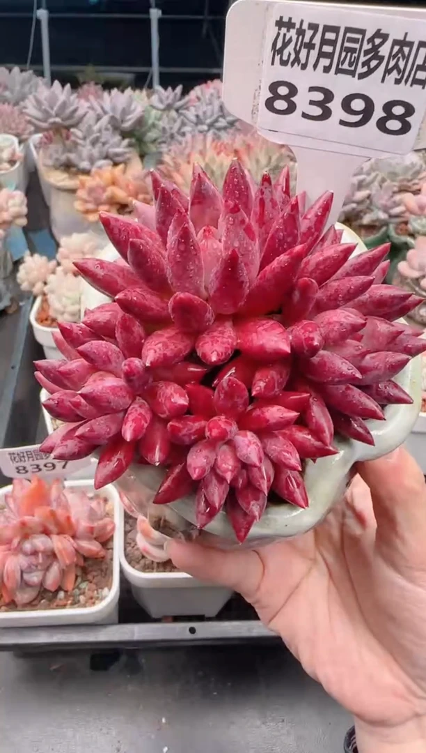 【闪购商品】8398.