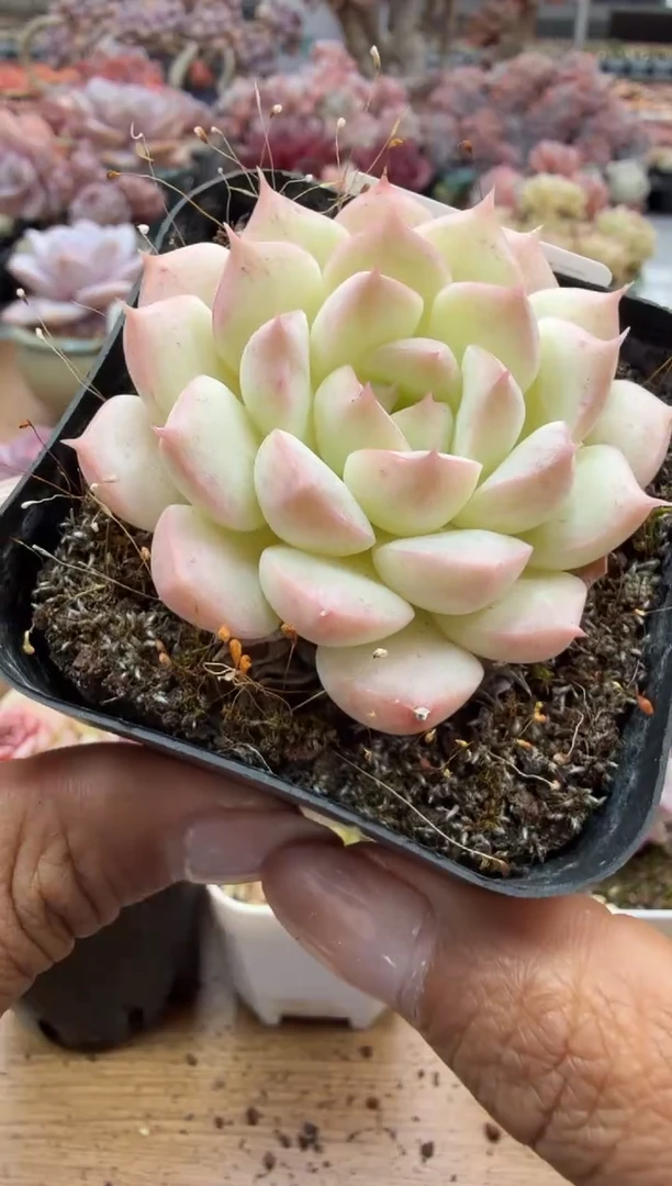 东云多肉园二店-148