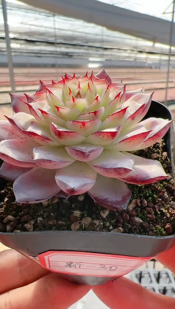 【闪购商品】新-30