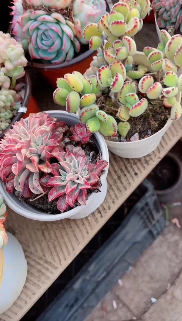 【闪购商品】08254多肉