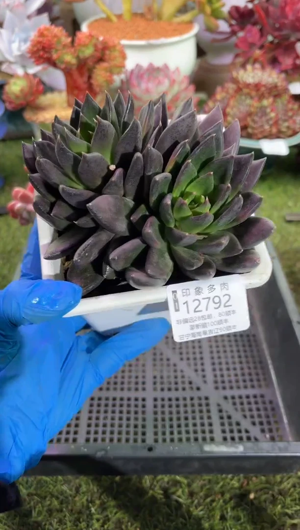 【闪购商品】12792