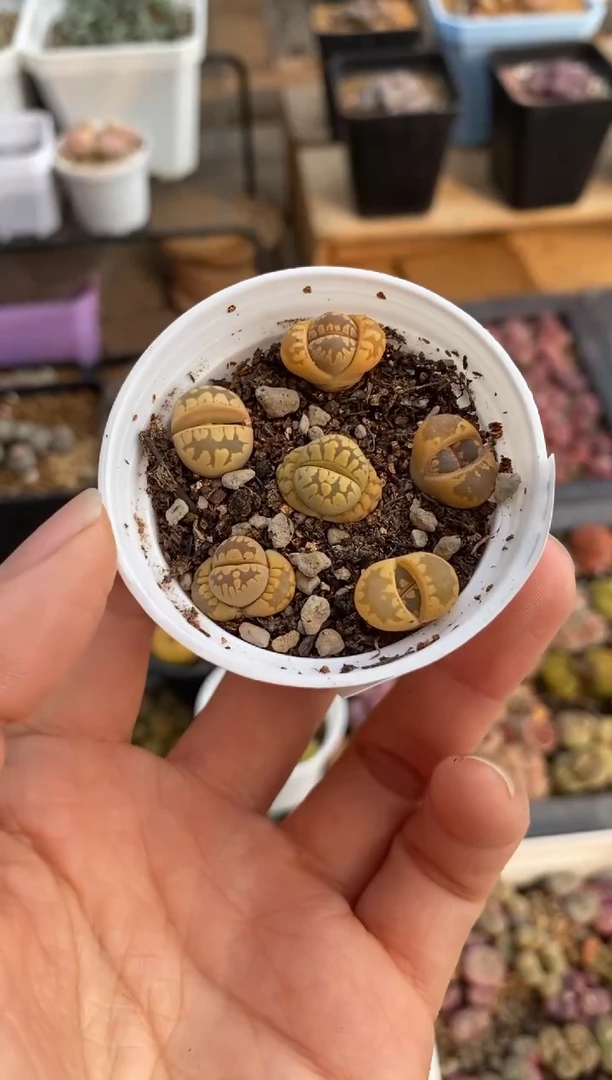 【闪购商品】2057直播一物一拍