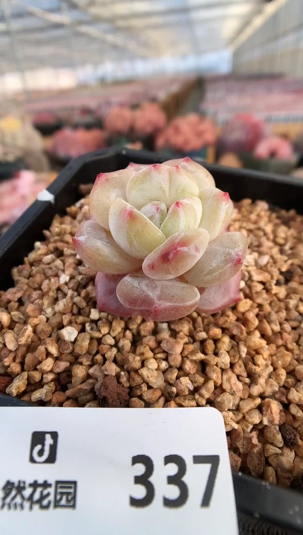 【闪购商品】337星影石化一物一拍