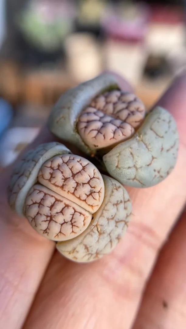 【闪购商品】7073直播间一物一拍