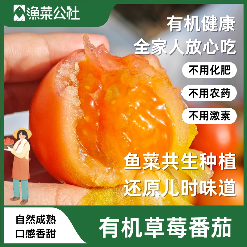 【渔菜公社自产】鱼菜共生种植有机草莓番茄3斤现摘现发（京东包邮）新鲜番茄京津冀鲁包邮天津市