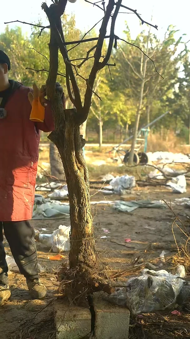 完全开放枣树085