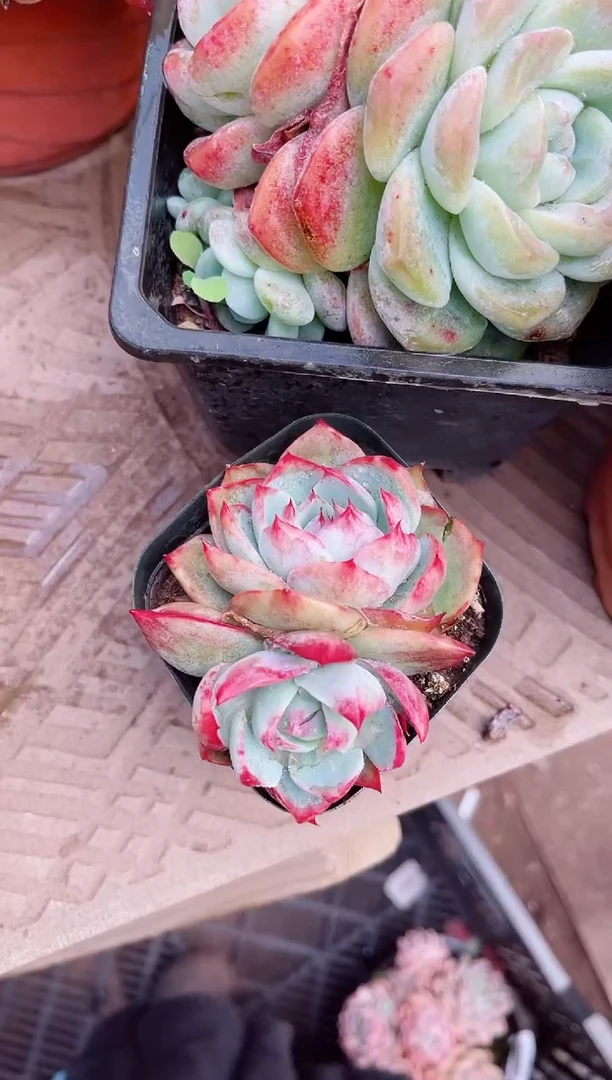 【闪购商品】10226