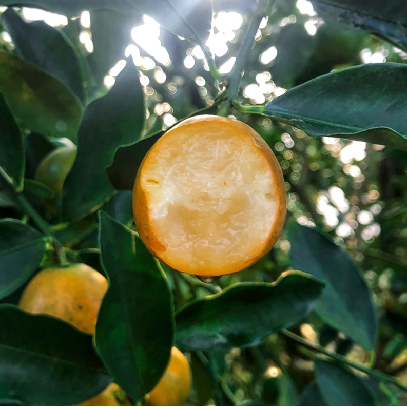 【一号林】广西滑皮金桔甜蜜细腻新鲜3斤（41-51颗/斤）