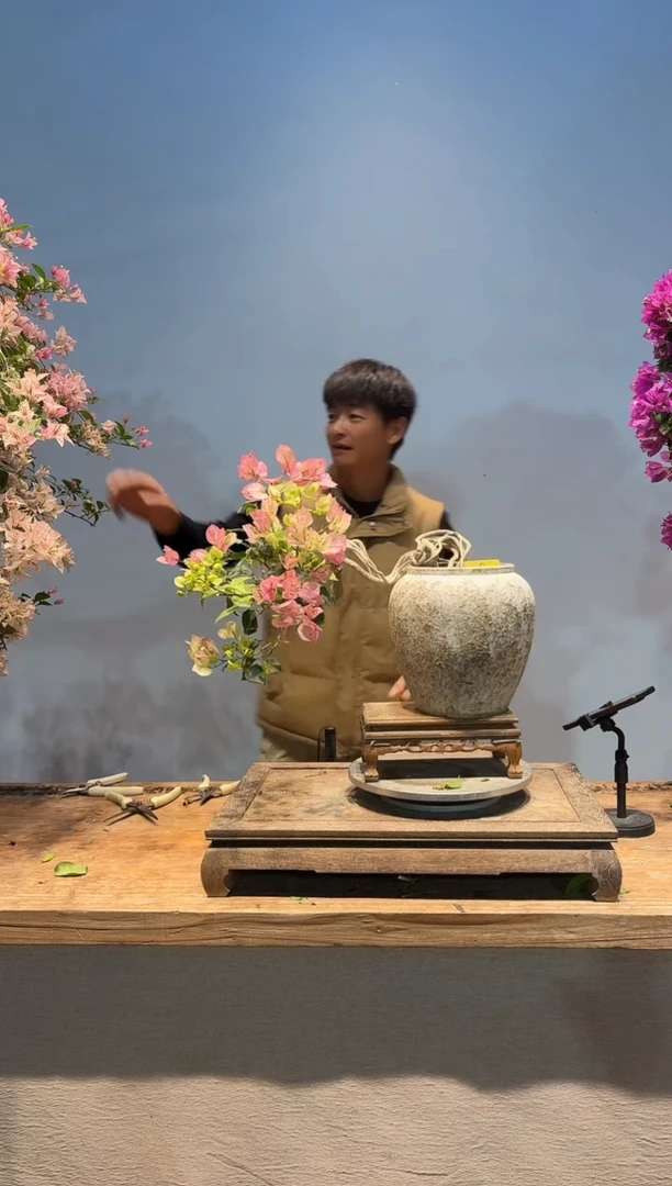 全部花朵大*三角梅18