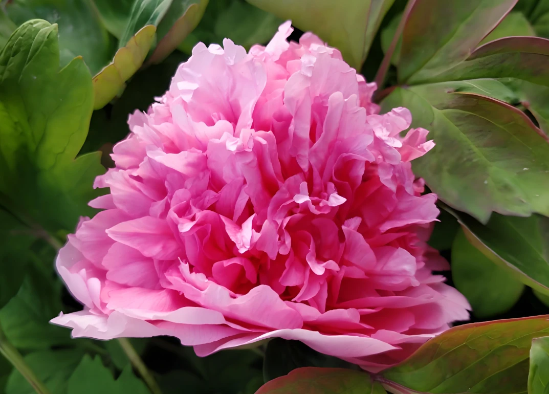 鲁荷红 山东菏泽牡丹重瓣优质牡丹 6到8个枝条秋天发货