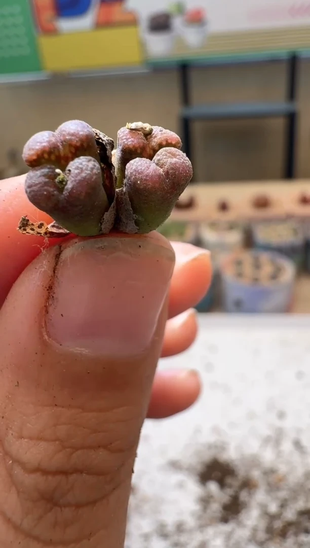 多肉植物肉锥10.8-89