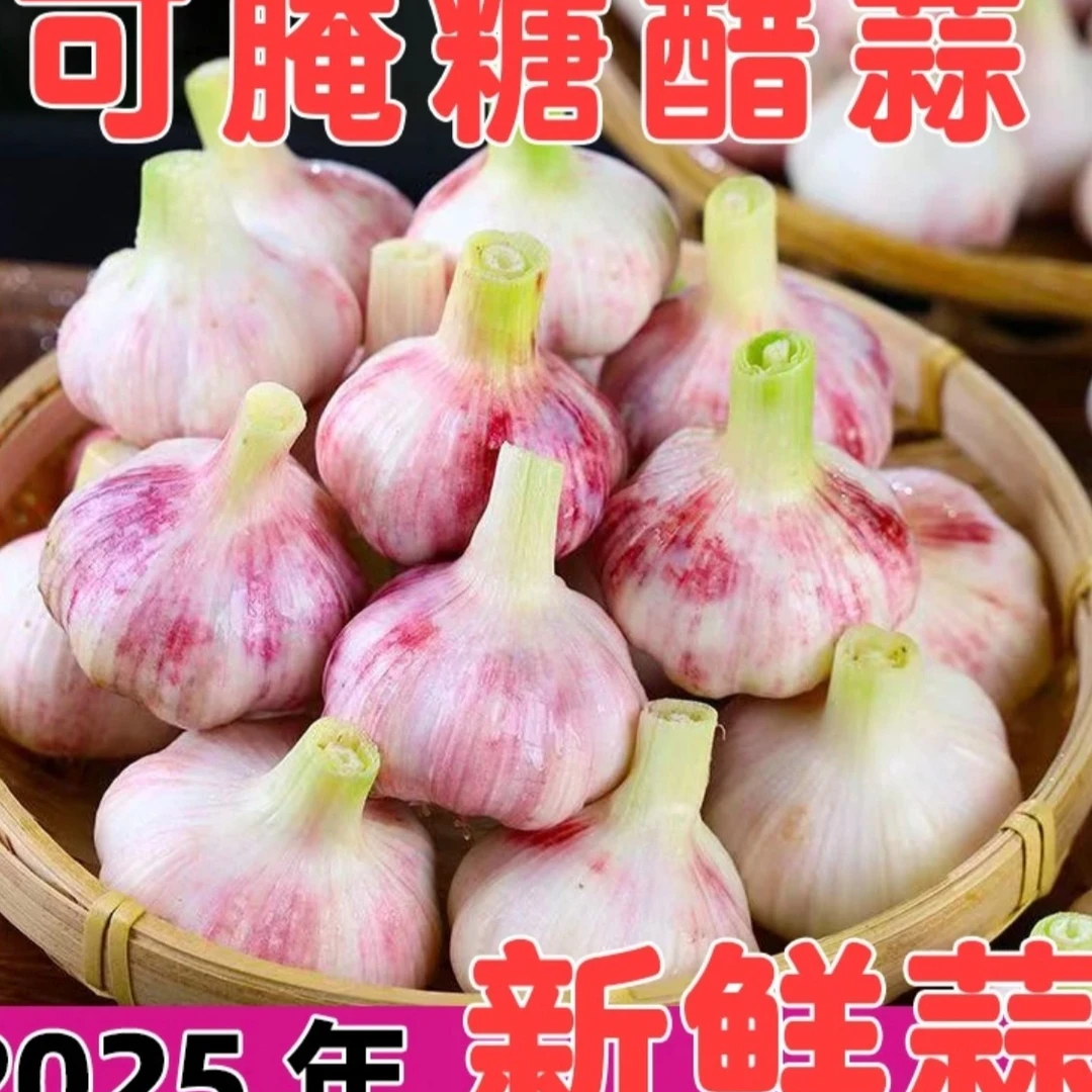 2025年头茬大蒜紫白皮 新鲜湿蒜鲜嫩 头茬蒜头 可腌糖醋蒜腌好蒜