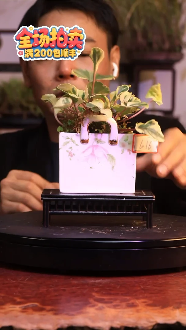 完全开放G16草本植物 不包邮