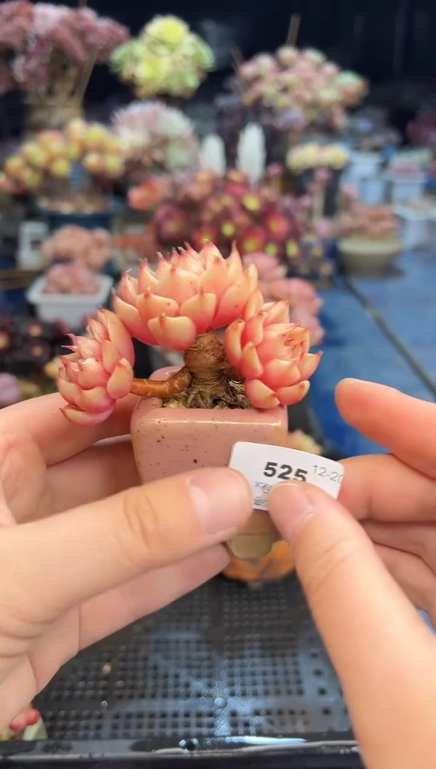 【闪购商品】525不带盆