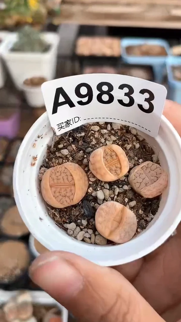 【闪购商品】9833直播一物一拍