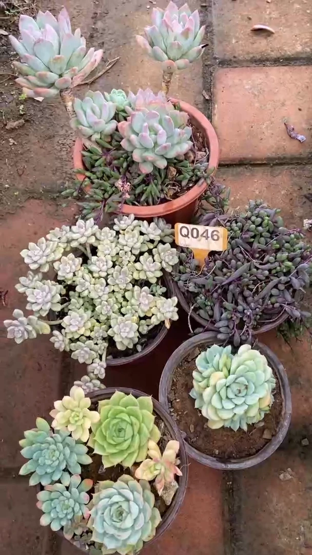Q046多肉组合默认脱土发货