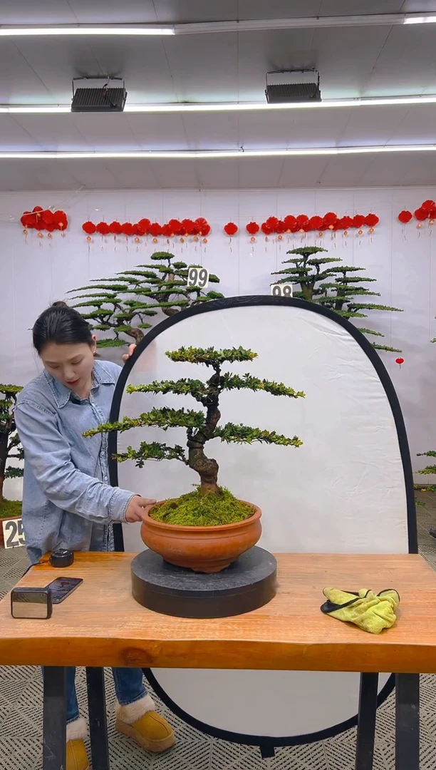 【闪购商品】盆景1