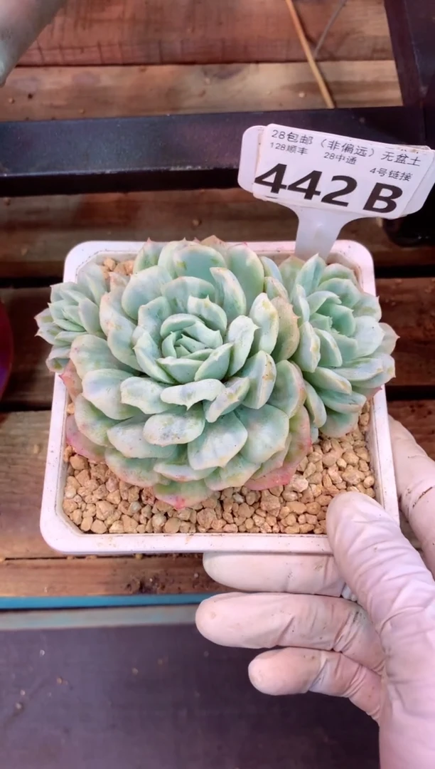 442B（一物一拍，精品多肉，w所见即所得 ）