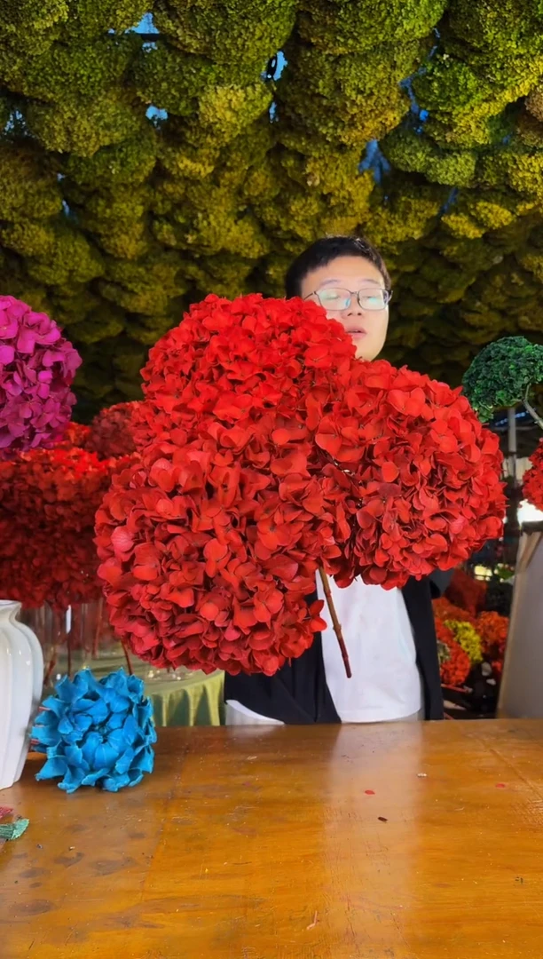 157 山前小麦 · 荷兰进口永生大叶绣球3枝（红）