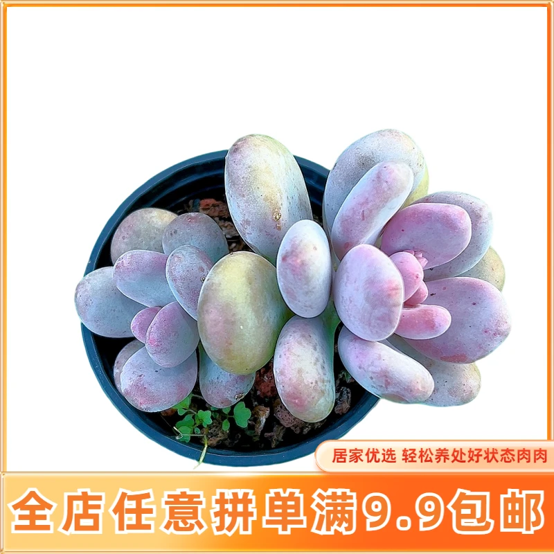 【精控奶酪】【满9.9包邮】星花怒放 仙人球多肉植物在栽种养护黄色