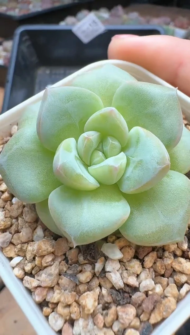 筐15珍妮杂交多肉 花卉植物06