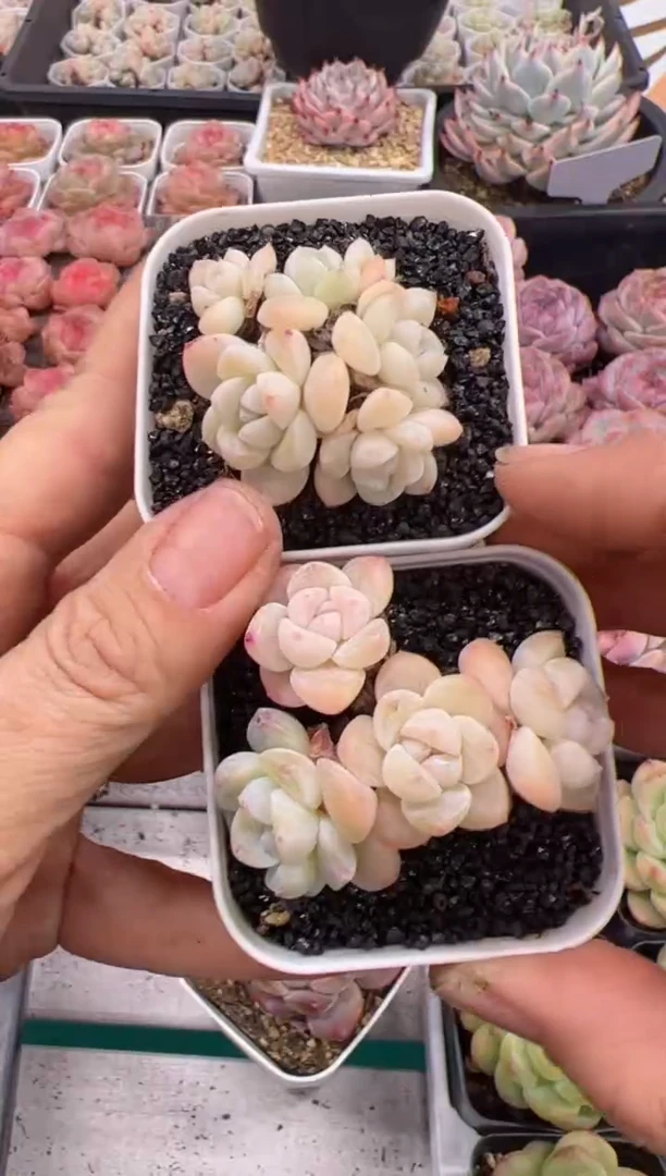 【闪购商品】白底小冰玉四头起群生两颗